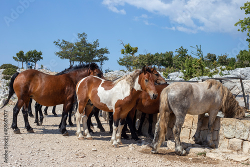Herd of wild horses at a watering hole © Oksana