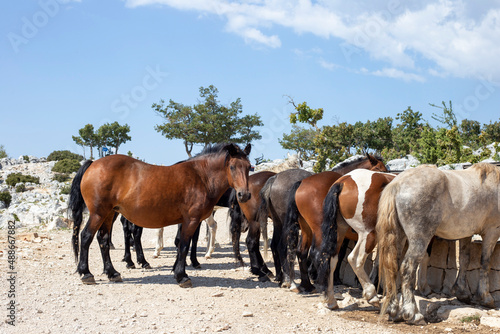 Herd of wild horses drinking water