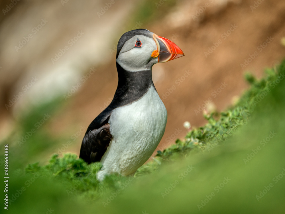 Puffin in foreground, the famous and cute little Nordic bird, image captured in a Ireland island
Puffin in foreground, the famous and cute little Nordic bird, image captured in a Ireland island