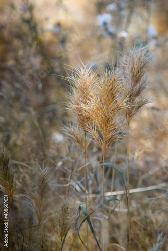 Weeds are pretty too