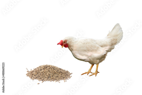 White hen with red comb looks at granulated chicken feed