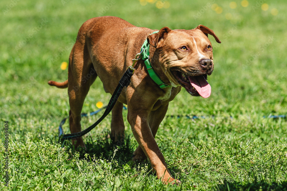 Happy Dog Happy Dog