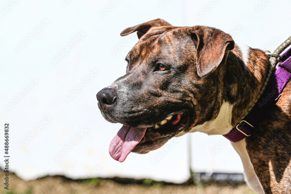 Dog with tongue out Dog with tongue out
