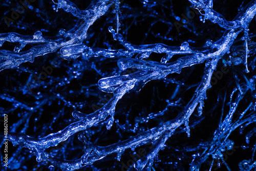 Photo of blue toned frozen tree branches covered in ice on dark background. © breakermaximus