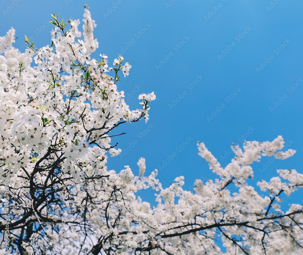 light spring background with blossom white cherry tree and clear sky