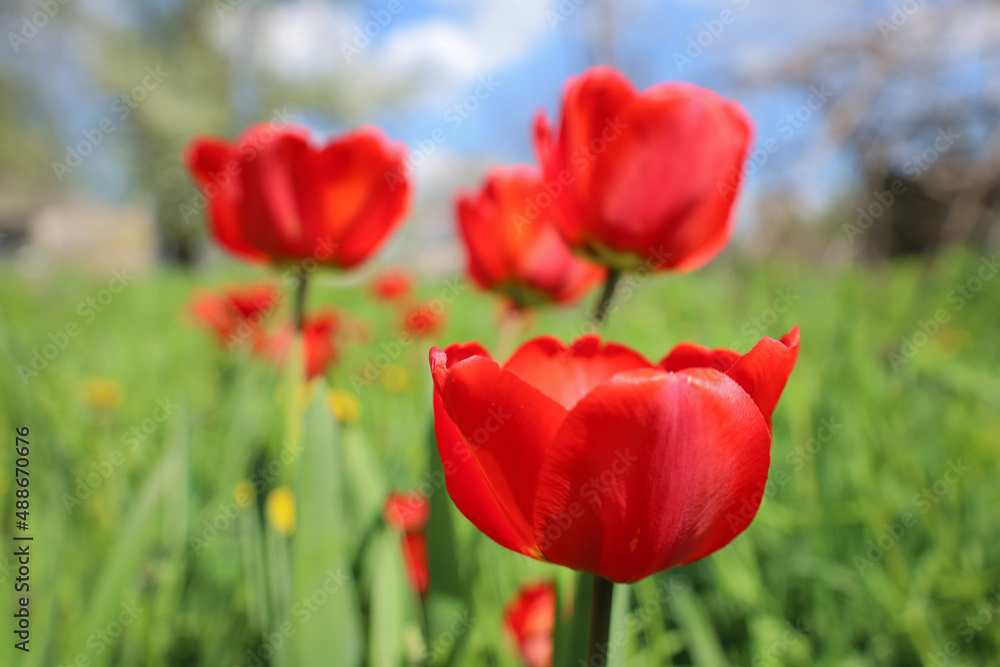 Floral background with buds of tulips flowers, spring mood Floral background with buds of tulips flowers, spring mood