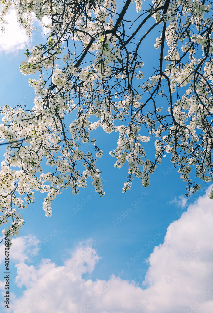 blue bright sky and branches of cherry blossom tree with white flowers blue bright sky and branches of cherry blossom tree with white flowers