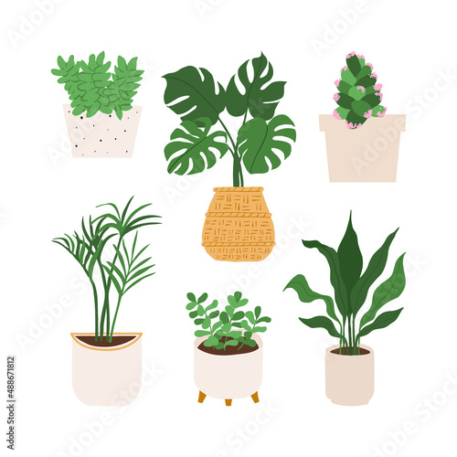 Urban jungle illustration, trendy home decor with plants, monstera, cactus, jade, burros tail, kentia, cast iron, tropical leaves in stylish planters and pots.
