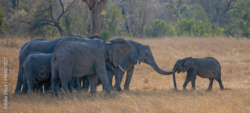 Herd of African Elephants welcoming back young calf in Kruger National Park in South Africa RSA