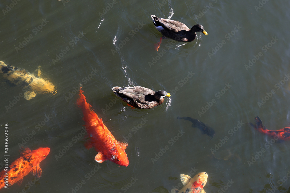 Ducks and Koi Fish in Water in Pond Ducks and Koi Fish in Water in Pond