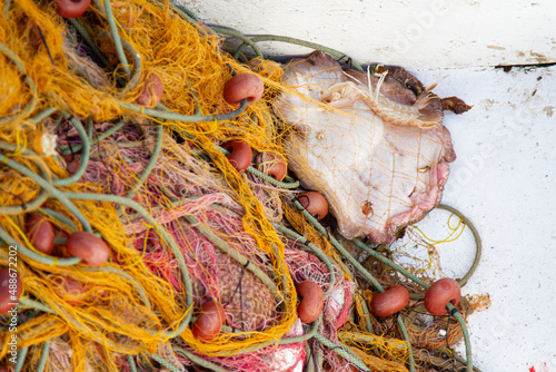 Dead small Skate fish trapped in net on a fishing boat