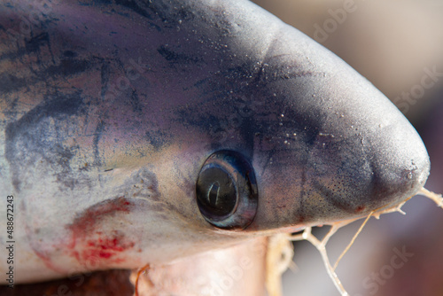 Close up from a shark. Shark eye