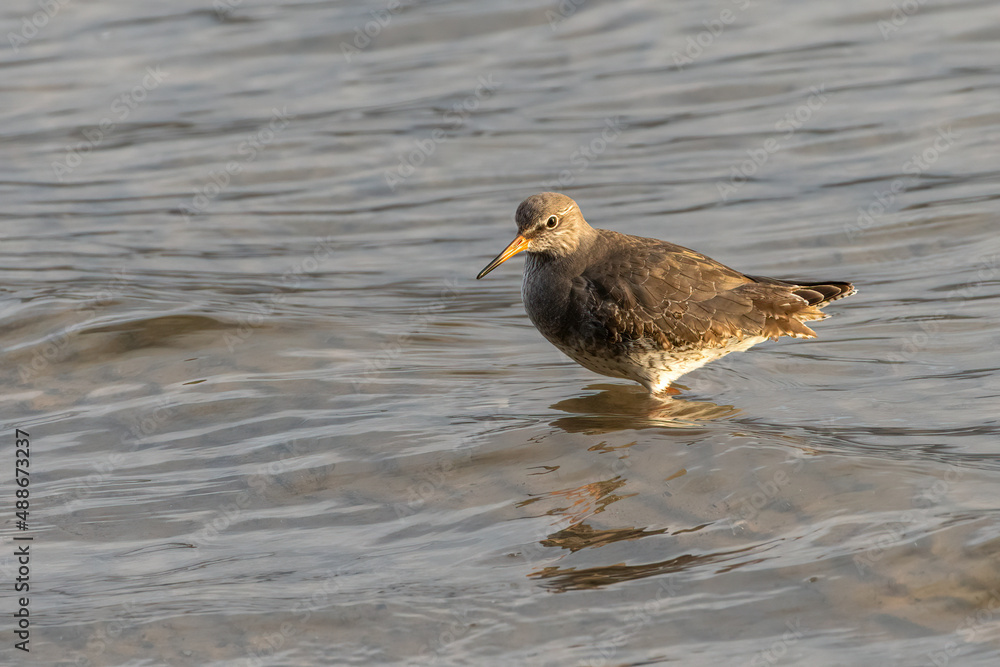 Common redshank (Tringa totanus) wades in the sea, North Wales, UK Common redshank (Tringa totanus) wades in the sea, North Wales, UK
