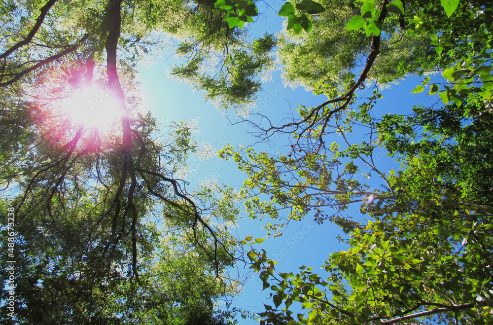 Fototapeta premium branches against blue sky