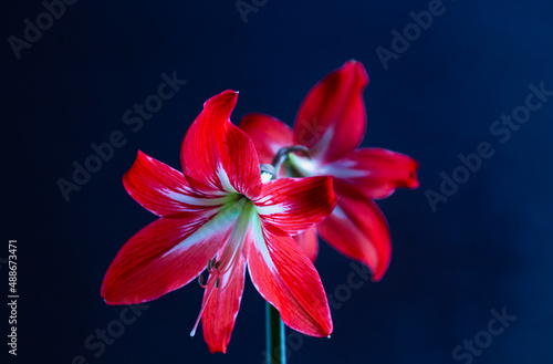 Red and white Amaryllis Lilies blossom with dark blue copy space. .Trumpet-shaped red flowers against dark blue background.
