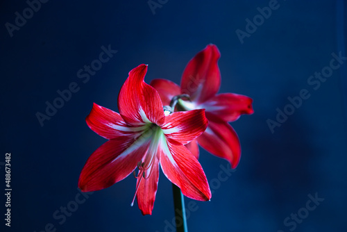 Trumpet-shaped red flowers against dark blue background. Amaryllis Lilies of the valley blossom with copy space. 