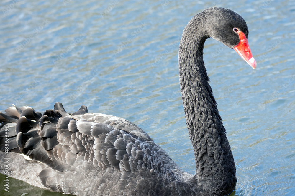 Obraz premium A black swan swims in the water.
