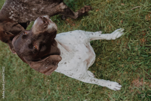 Wallpaper Mural 
cute german shorthaired pointer playing  Torontodigital.ca