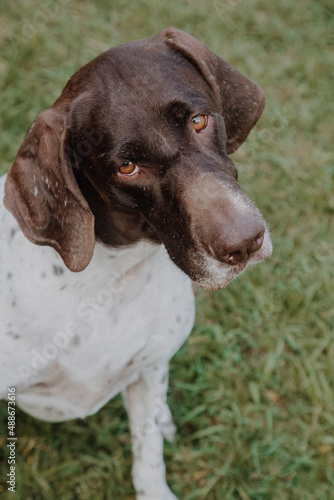 Wallpaper Mural 
cute german shorthaired pointer playing  Torontodigital.ca
