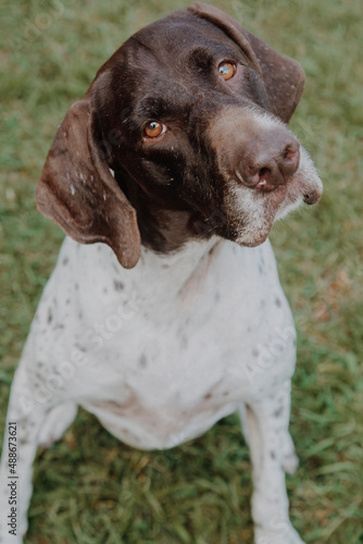 Wallpaper Mural 
cute german shorthaired pointer playing  Torontodigital.ca