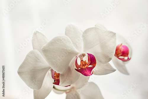 Selective focus. White blooming orchid flower close up. Decorative home Phalaenopsis flower blossoming. 
