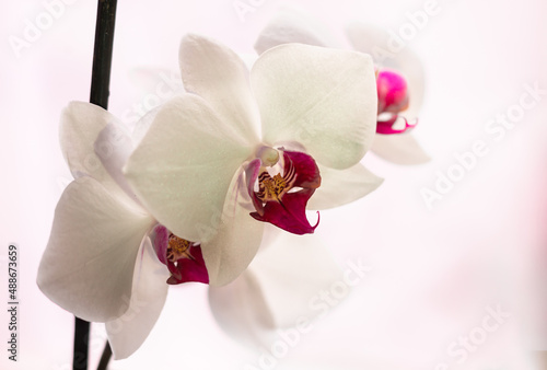 Selective focus. White blooming orchid flower close up. Decorative home Phalaenopsis flower blossoming.