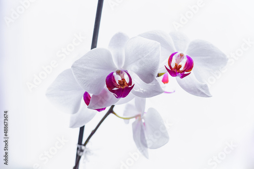Fototapeta Naklejka Na Ścianę i Meble -  Selective focus. White blooming orchid flower close up. Decorative home Phalaenopsis flower blossoming.