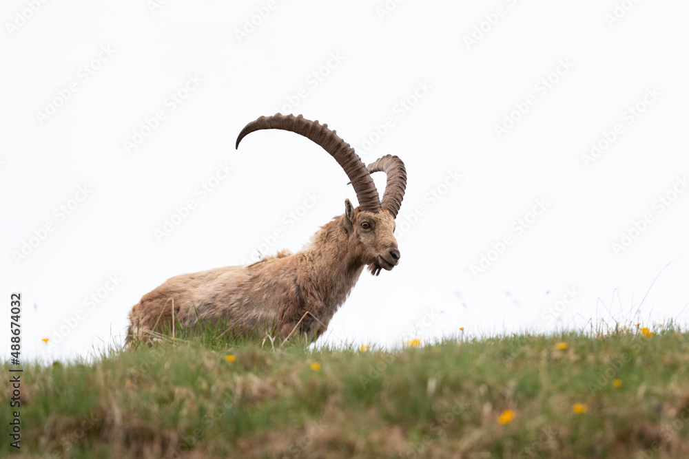 Alpine ibex in the spring Alps. Ibex on the meadow. european nature. 