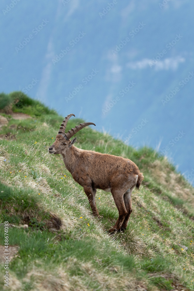 Alpine ibex in the spring Alps. Ibex on the meadow. european nature. Alpine ibex in the spring Alps. Ibex on the meadow. european nature.