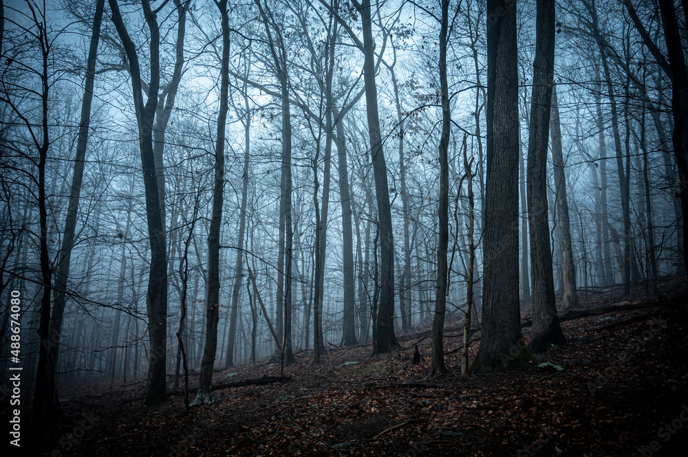 Fototapeta premium Forest in creepy, bluish fog