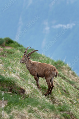 Alpine ibex in the spring Alps. Ibex on the meadow. european nature. 