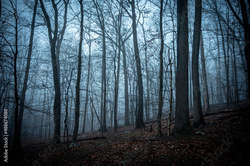Forest in creepy  bluish fog