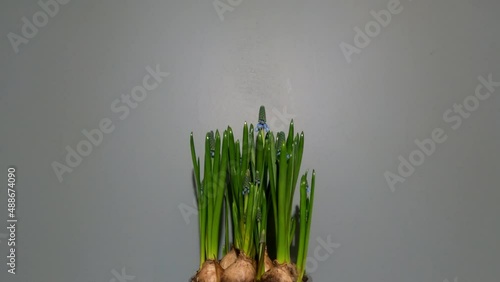 Close-up of blue flowers Muscari Hiacinth growing.. Static camera.