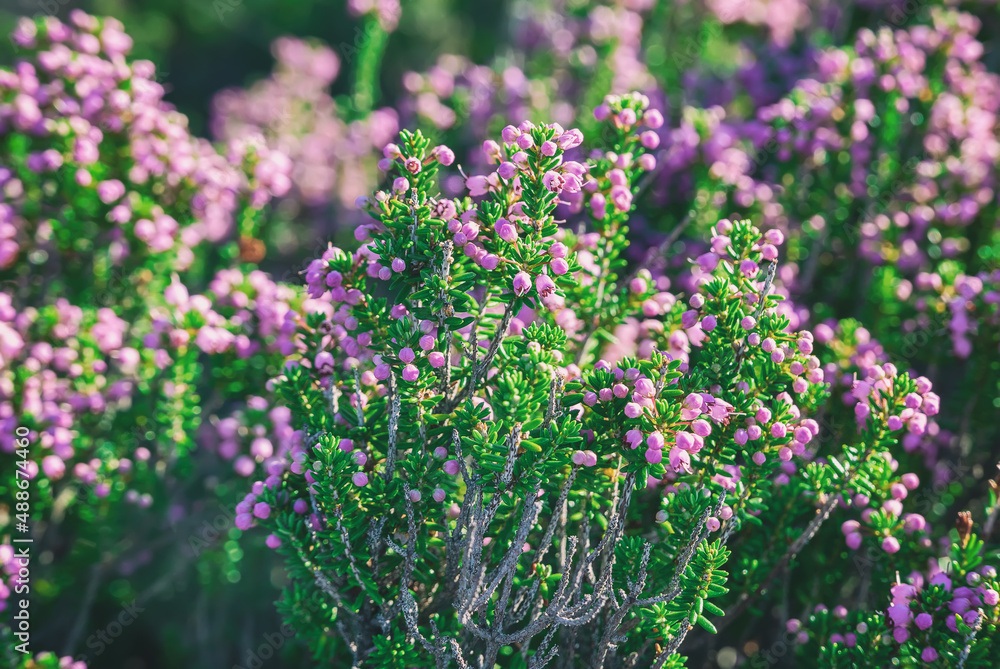 Obraz premium Blooming heather flowers