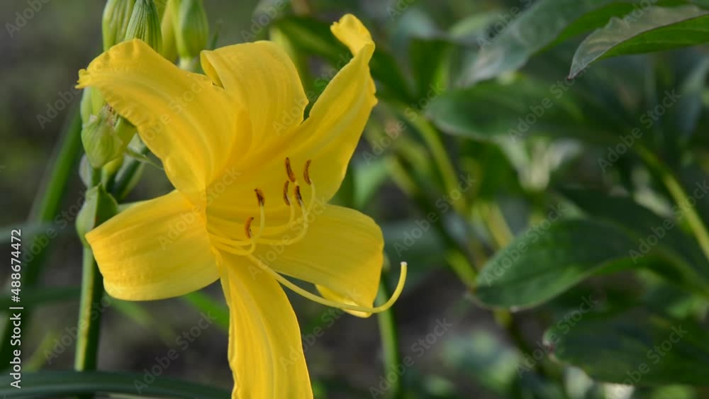 Flowering yellow daylilies in the garden. High quality FullHD footage Flowering yellow daylilies in the garden. High quality FullHD footage