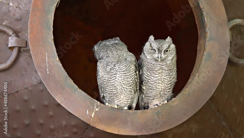 Owls Twisting & Blinking