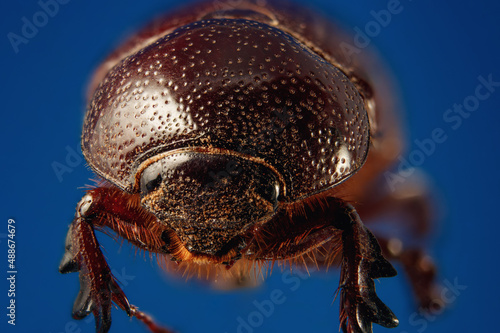 A closeup shot of a heteronychus arator beetle on a blue background photo