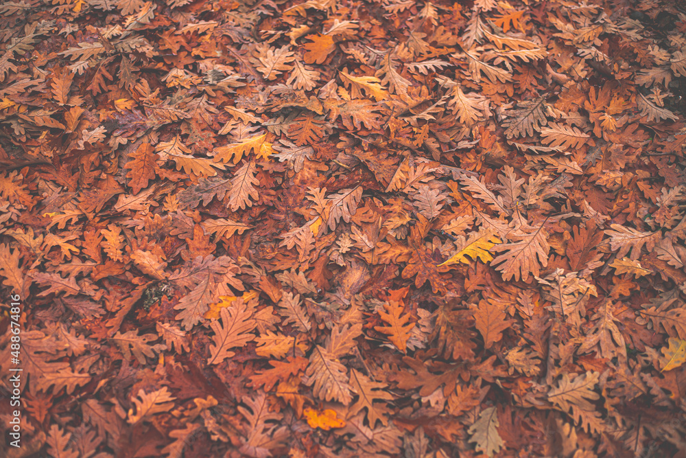 Background of textures of dry oak leaves of ocher and brown colors on the ground on an autumn day