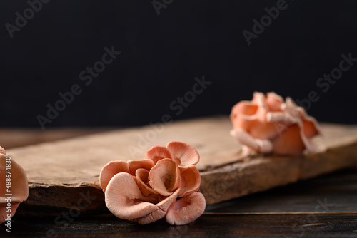 Pink oyster mushroom (Edible mushroom) on wooden background