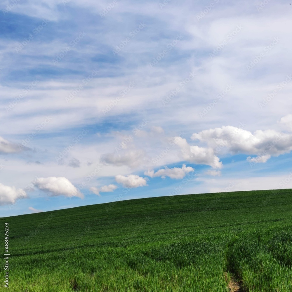 green field and blue sky