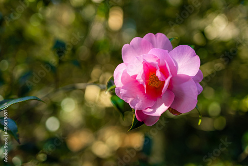 Camellia