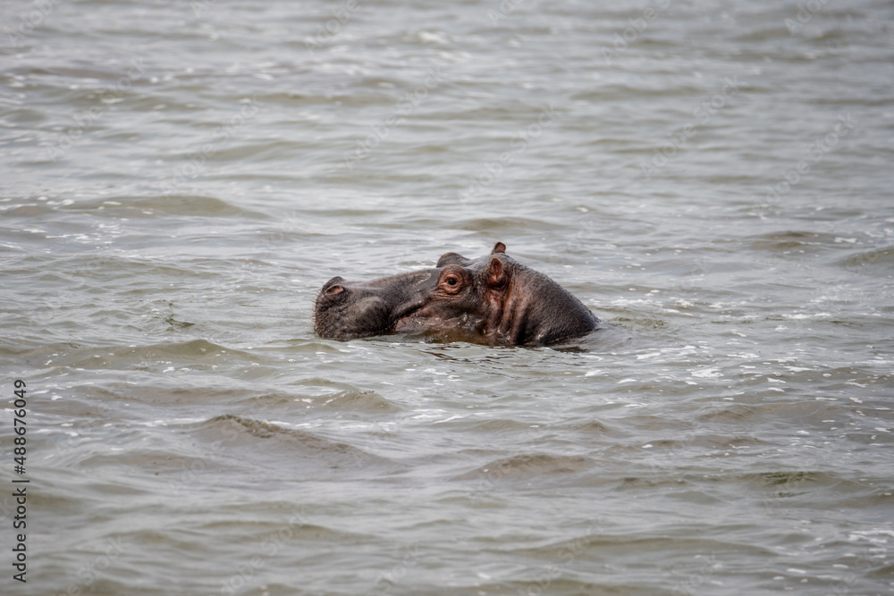 Obraz premium hippopotamus in water, Queen Elizabeth National Park, Uganda, Africa