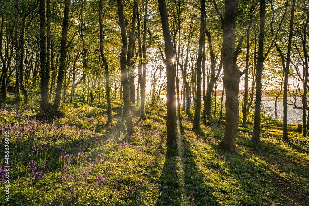 Sun rays between trees and bluebells, image captured in Courtmacsherry Wood in county Cork Ireland