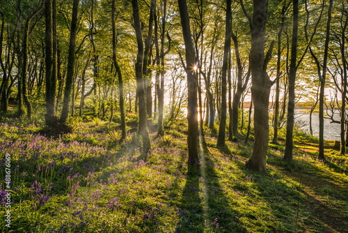 Sun rays between trees and bluebells, image captured in Courtmacsherry Wood in county Cork Ireland