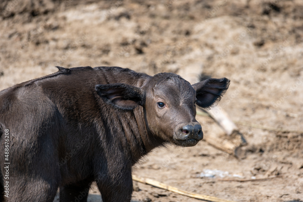 Baby African Buffalo, Queen Elizabeth National Park, Uganda, Africa Baby African Buffalo, Queen Elizabeth National Park, Uganda, Africa