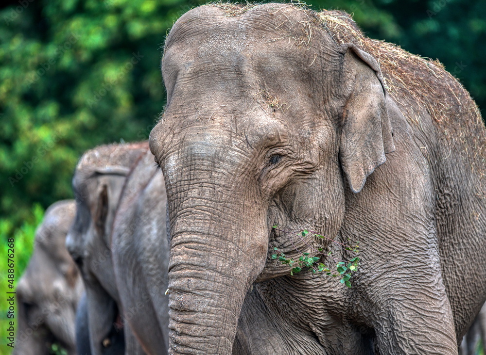 Elephant, the big animal in a wildlife natural park Elephant, the big animal in a wildlife natural park