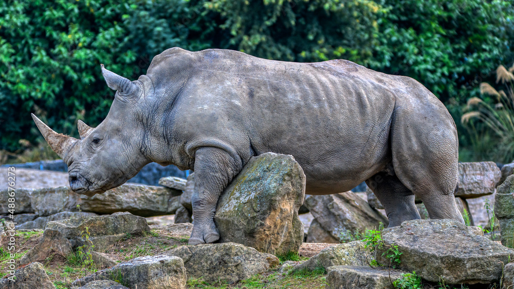 Fototapeta premium Rhinoceros the big animal in a wildlife natural park
