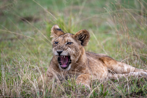 lion cub in the grass, Queen Elizabeth National Park, Uganda, Africa