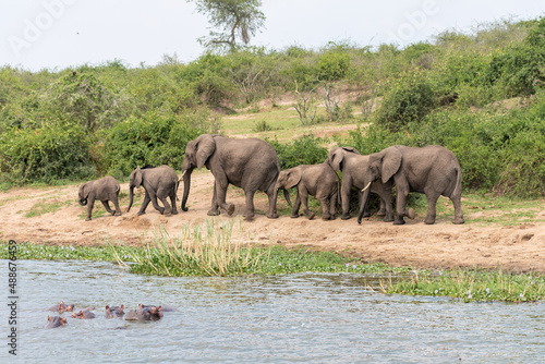 herd of elephants walking by water, with hippos in water, Queen Elizabeth National Park, Uganda, Africa