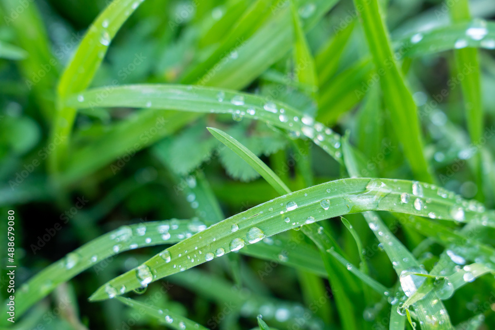 crystal clear morning dew on the lawn, on the leaves crystal clear morning dew on the lawn, on the leaves